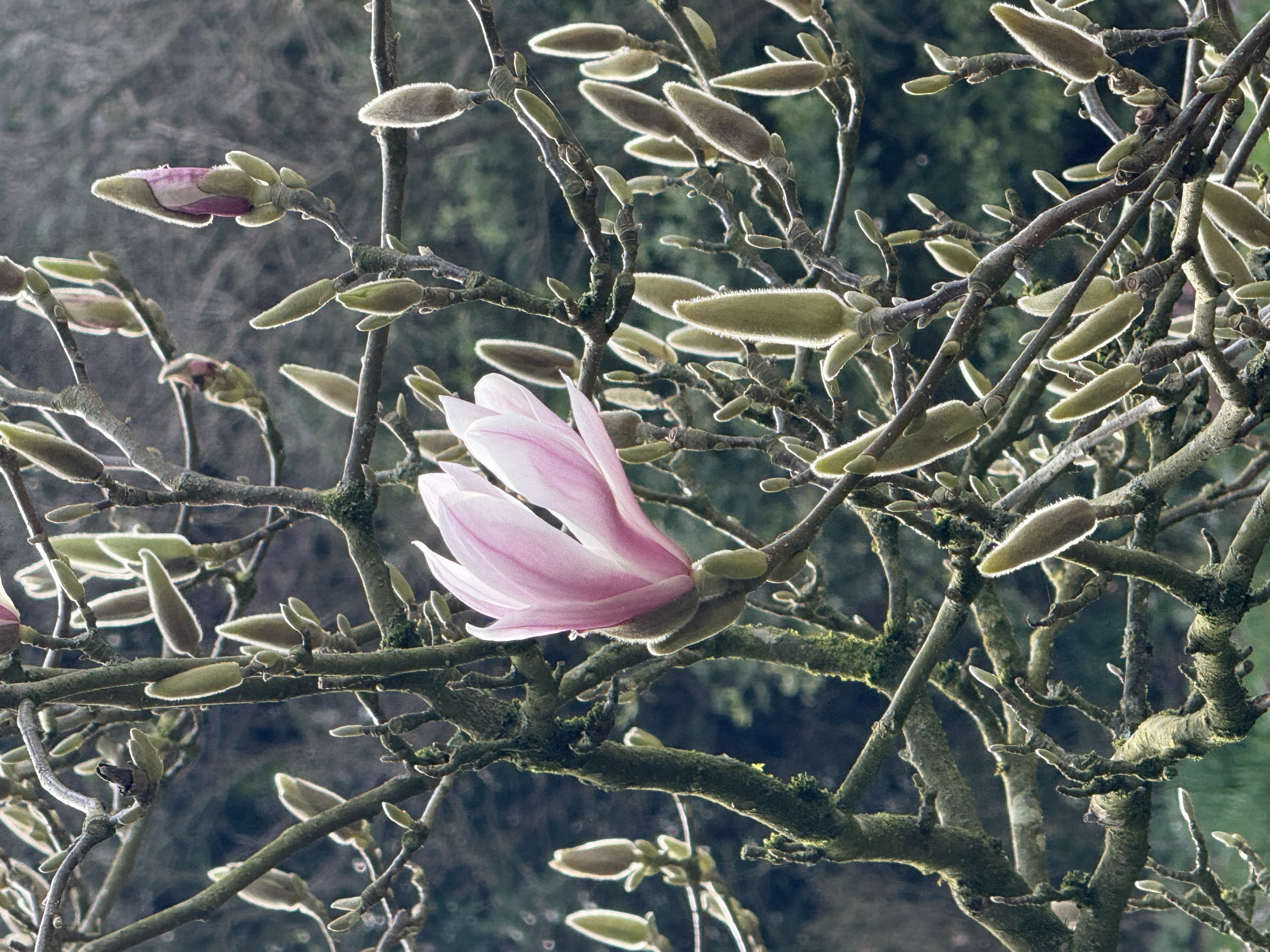 Springflower